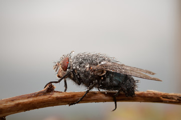 Fly with drops of water