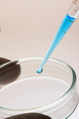 シャーレとスポイド