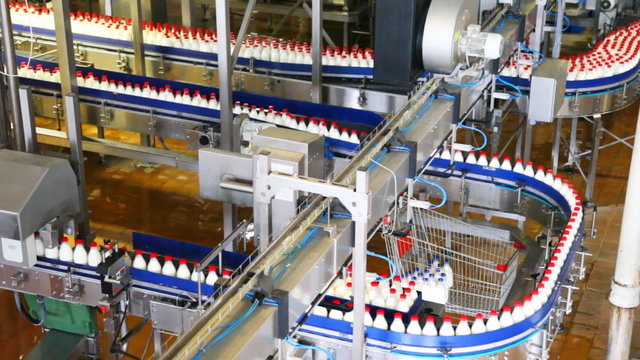 bottles yogurt move long zigzag conveyor at factory