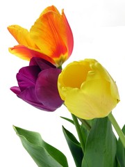 three multicolor tulips close up