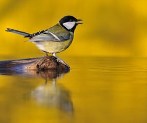 Great tit at sunset.