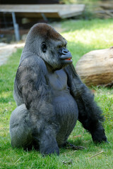 Gorilla