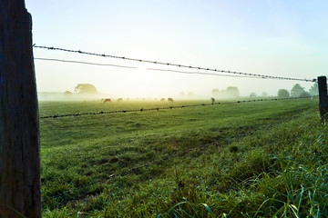 grazing cows