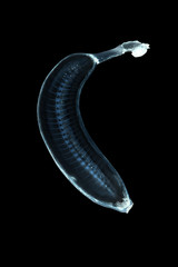 x-ray banana with skeleton over black background