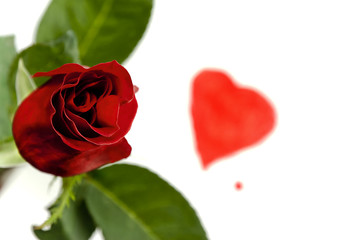 A red rose top view.