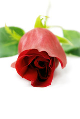 A Red rose  seen from the front.