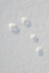 Hare footprints on the snow