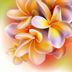 Obrazy na Szkle  Kwiaty Frangipani