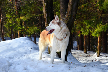 Siberian husky in a forest on a sunny winter day