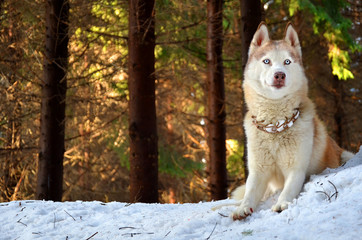 Siberian husky in a forest on a sunny winter day