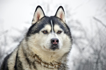 Close up of siberian husky on a winter background