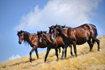 Three wild horses walking on a pasture in a sunny day