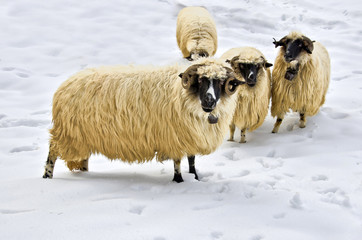 a flock of purebred domestic fleecy sheep in the snow