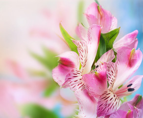 Fototapeta na wymiar Bukiet z różowych kwiatów