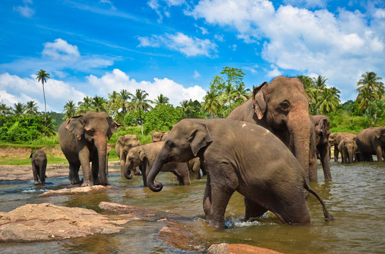 Fototapeta Elephants in the river