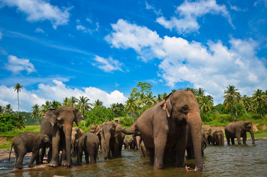 Fototapeta Elephants in the river
