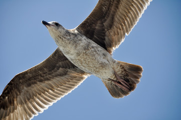 Sea Gull in Flight, Santa Monica (USA)