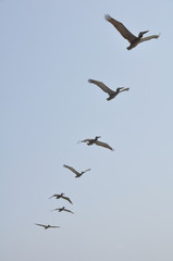 Pelicans in Flight at Malibu Beach, California