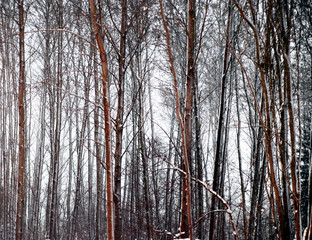 Fototapeta premium bare trees in winter evening
