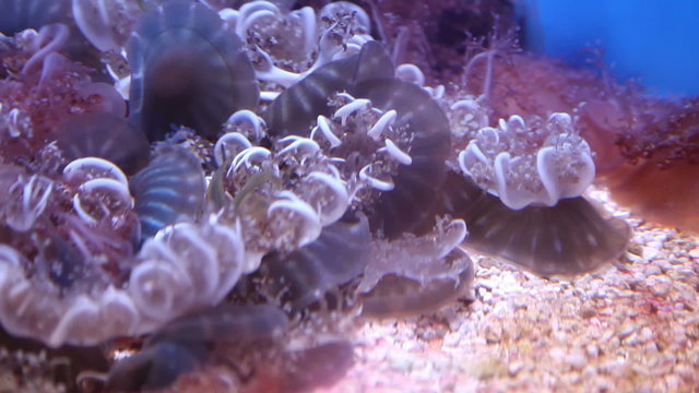 Cassiopea - upside down jelly