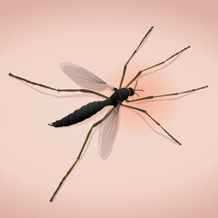 Piqûre de moustique