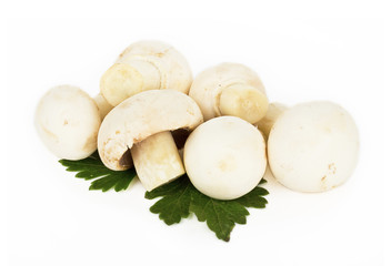 White mushrooms on white background