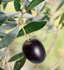Black olive on the branch
