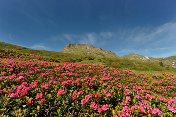 Fototapeta premium Rhododendron in the mountain
