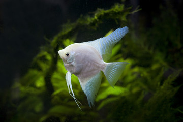 white Angel fish in green aquarium