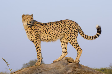 Male Cheetah (Acinonyx jubatus), South Africa