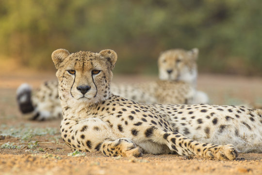 Two male Cheetah (Acinonyx jubatus) South Africa