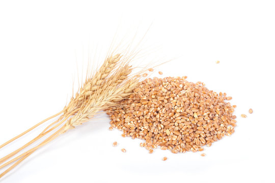 Wheat Berries with Ears