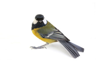 titmouse