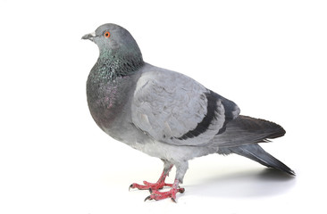 gray dove