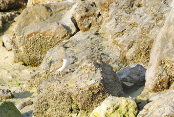 Beautiful Ruddy Turnstone Camouflaging with rock