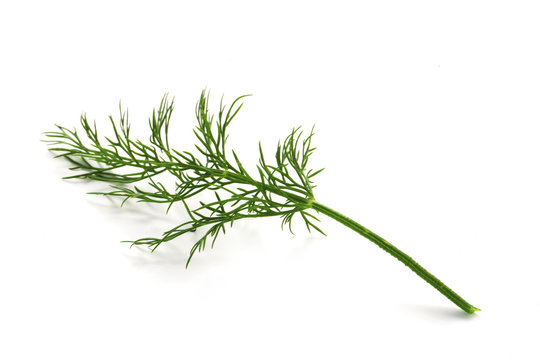 Herb Series - Dill