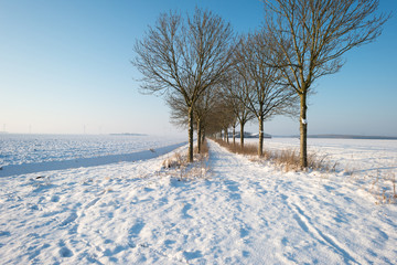 Fototapeta na wymiar Row of trees in the snow