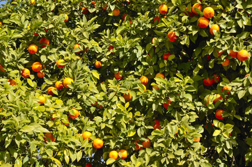 Oranges in a tree in the streets of Seville (Spain)