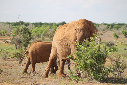 elefante - safari in Kenya