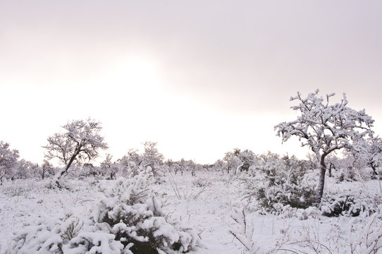 Amanecer nevado