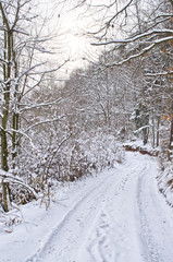 Lane during the winter