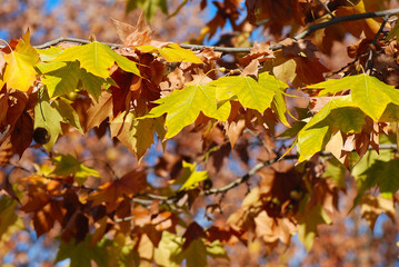 HOJAS OTOÑALES. ÁRBOL