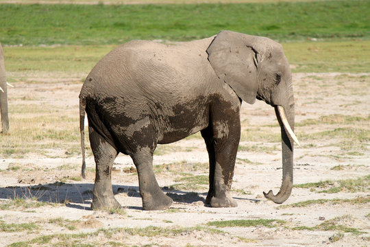 elefanti - safari in Kenya