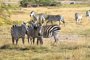 Fototapeta na wymiar safari w Kenii - zebre