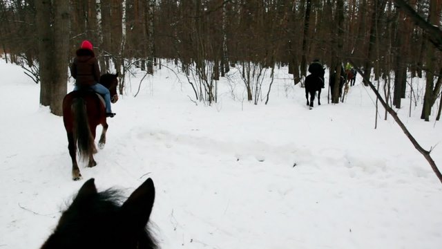 Several people ride horseback in forest