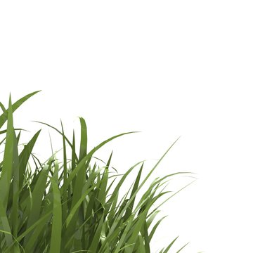 herbe coin