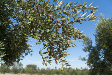 olives