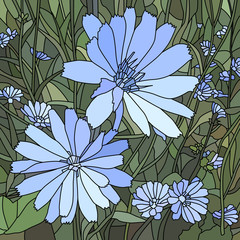 Naklejki  Vector illustration of flower chicory ( Succory).