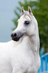 White Arabian horse portrait