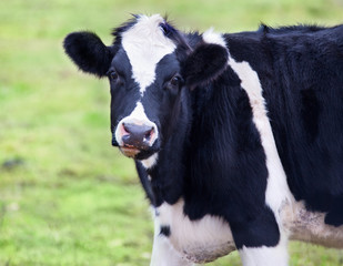 Naklejka na ściany i meble Dairy cow with black background